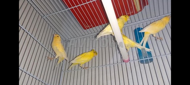 canary a vendre - 8