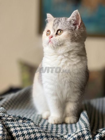 chat british silver & golden femelle certifiée - 1