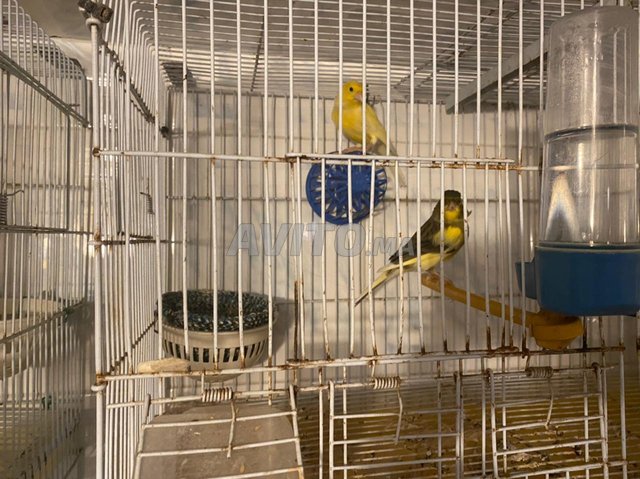 oiseaux canari  - 6