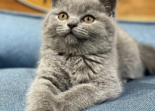 British shorthair