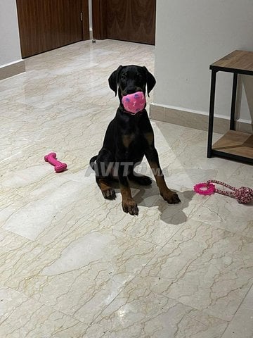 dobermann de 5 mois