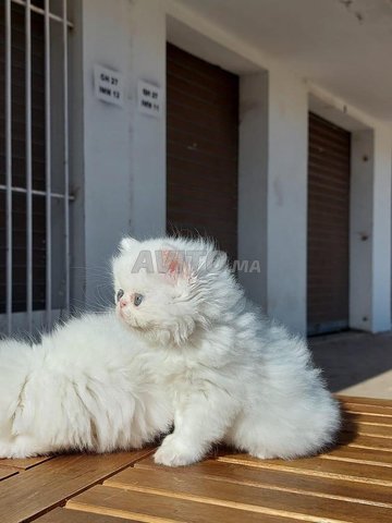 Des chatons persans Moon face pure disponibles - 1