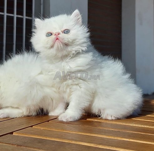 Des chatons persans Moon face pure disponibles - 2