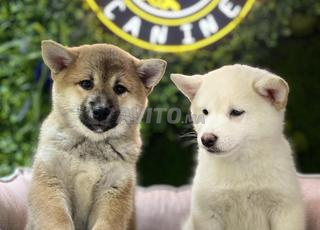 شيبا اينو شهرين