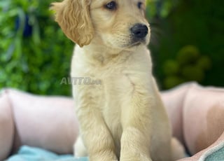 Golden retriever 2 mois