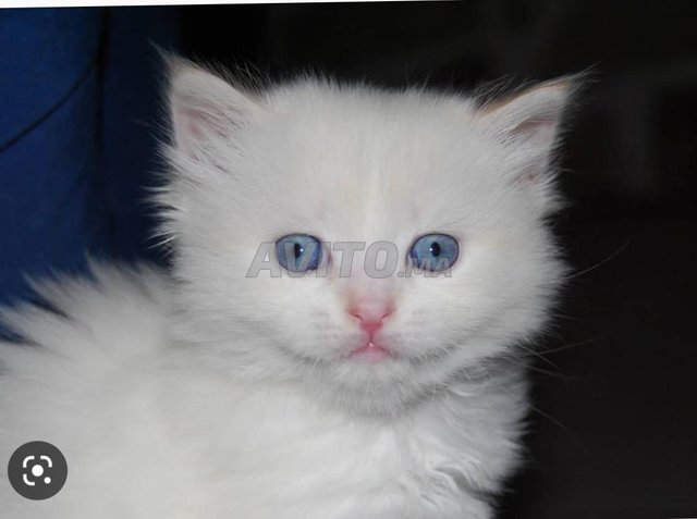 chaton blanche yeux bleu - 1