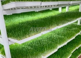 صواني زراعة مائية