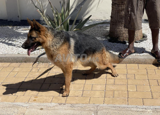 Femelle berger allemand pedigree