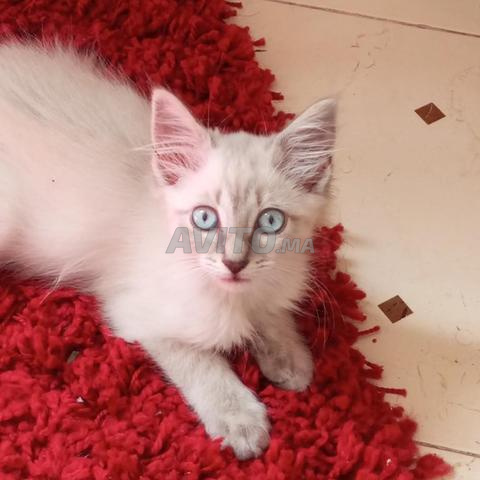 chat siamois tigre  - 2