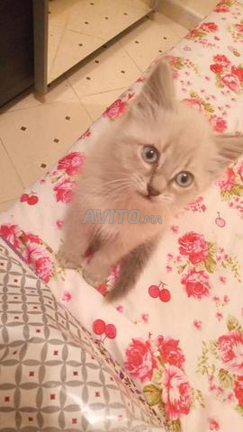 chat siamois tigre 