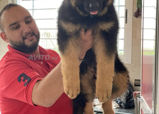 Berger allemand poil long 