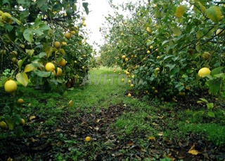 أرض في دوار الريحيين جماعة الساحل