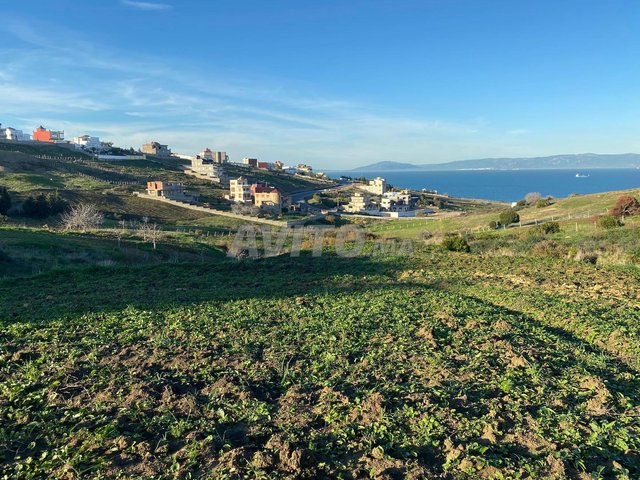 أراضي في قصر الصغير