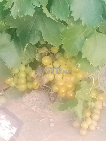 Ferme 12ha entièremt plantée productive à elhajeb