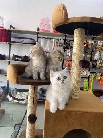 Animalerie shop marrakech