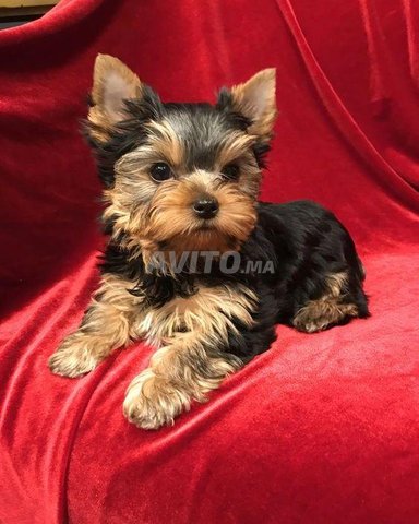 Yorkshire terrier NAINS 