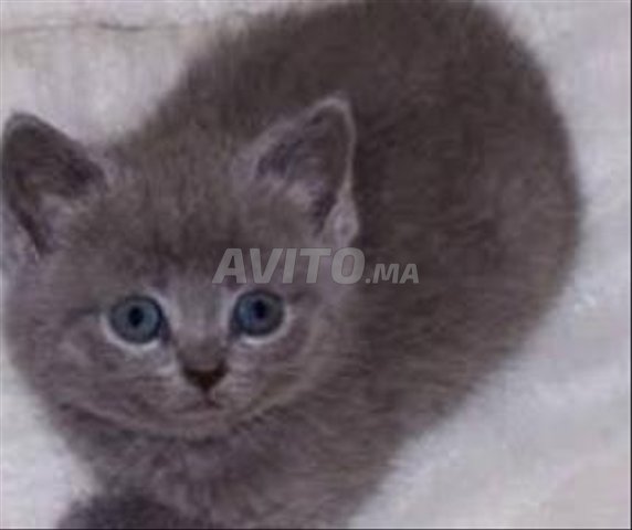 chatte bébé gris