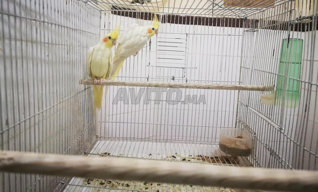 Oiseaux calopsitte latino 