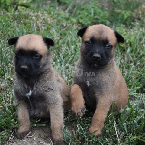 bébé choit malinois charbonne
