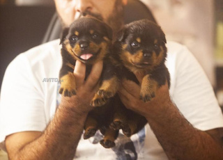 Magnifiques chiots rottweiler pedigree