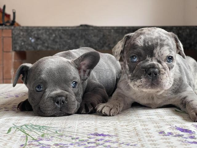 Bulldog français exotique