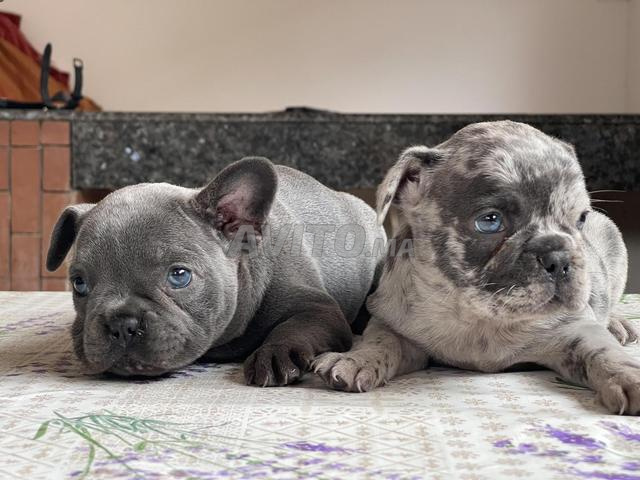 Bulldog français exotique
