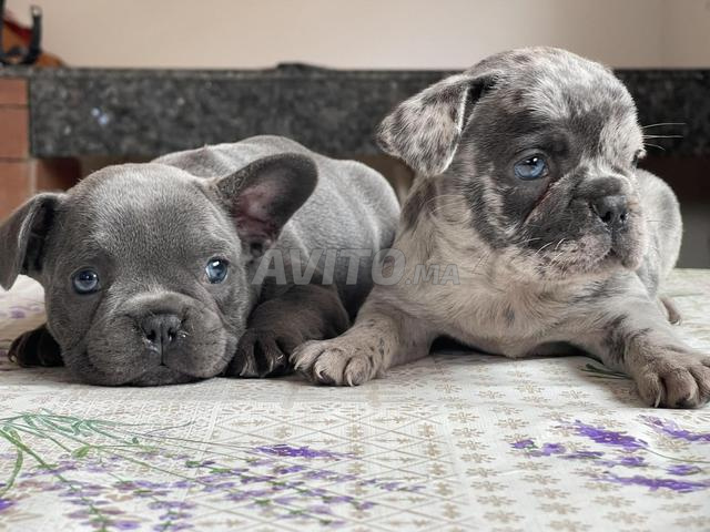 Bulldog français exotique