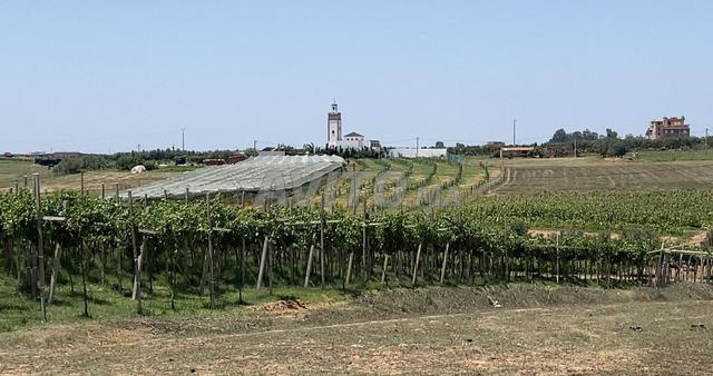 هكتار والفين متر ممتازة نواحي علال بحراوي 