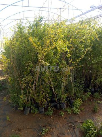 نباتات مكناس مشاتل الزيتون مكناس