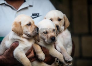 disponible chiots LABRADOR
