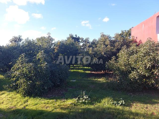 مزرعة 7500m2 جنان معمورة كموني - 2