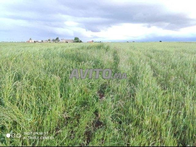 أرض بمساحة 4000 متر مربع في اثنين شتوكة