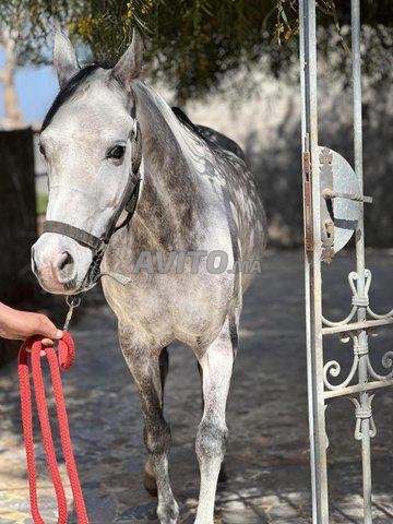 cheval