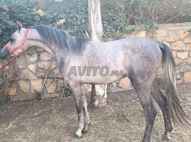 cheval