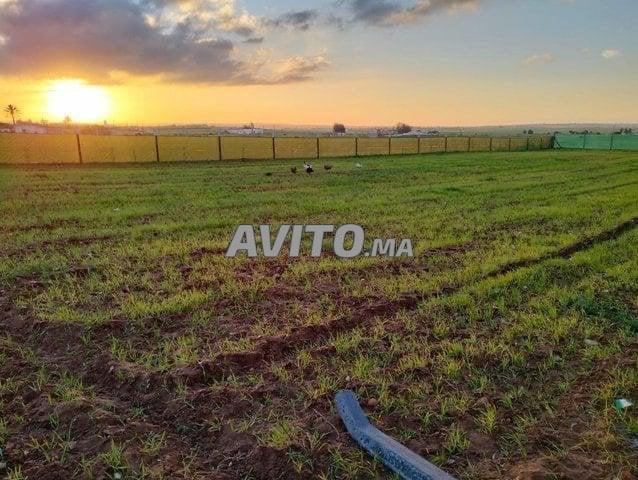 Ferme coquette 4200 m² à Tnine Chtouka