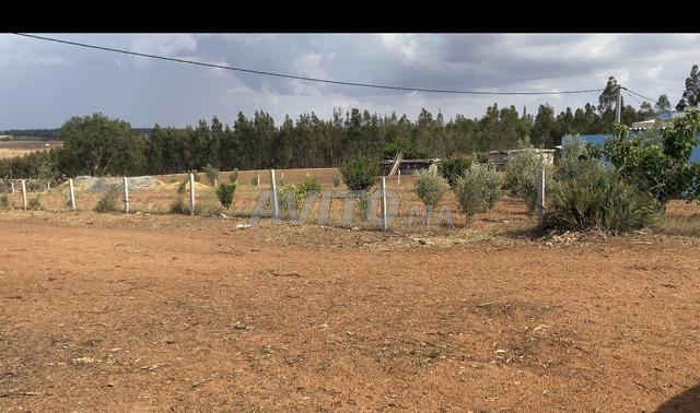 هكتاران محفضة 19كم من علال بحراوي 