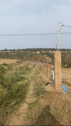 هكتارواشجار الأفوكادو 16كم من البحراوي  - 2