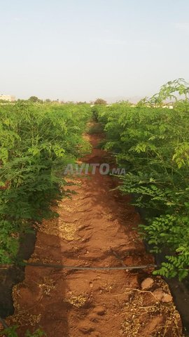 moringa en feuilles sèches et poudre.