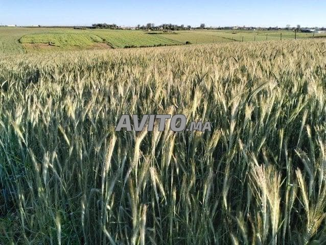 Ferme de 7100 m2 à vendre à Tnine chtouka - 2