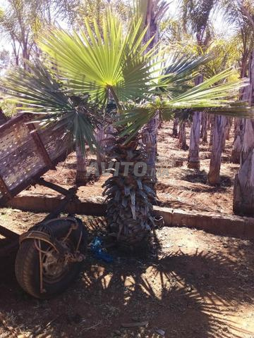 Palmiers Washingtonia à vendre