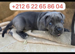 Animalerie à Kénitra