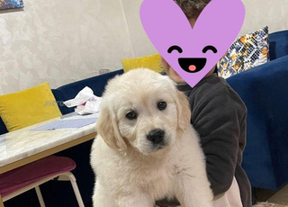 Chiots golden retriever