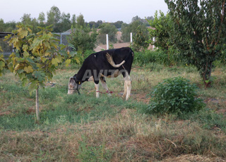 Ferme bien équipe a vendre ضيعة مجهزه للبيع