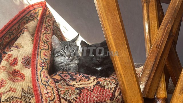 deux petits chats adorables
