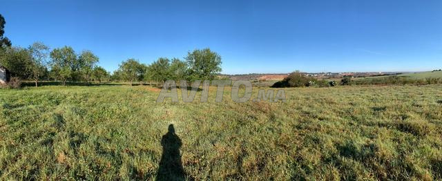 Terrain-Ferme 5 Hectares la Commune Oum Azza