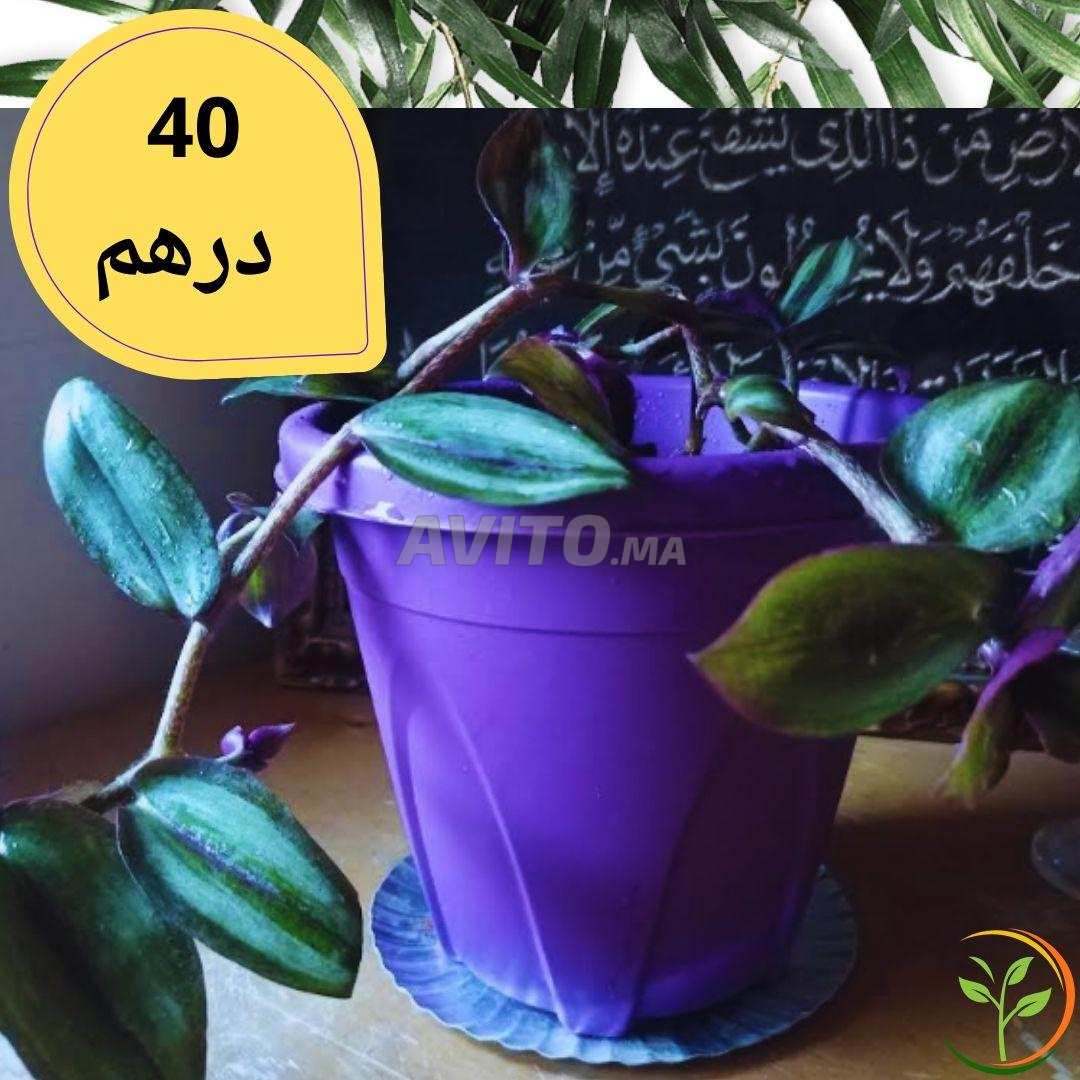 Pot Fleur Plastique Exterieur pas cher - Achat neuf et occasion