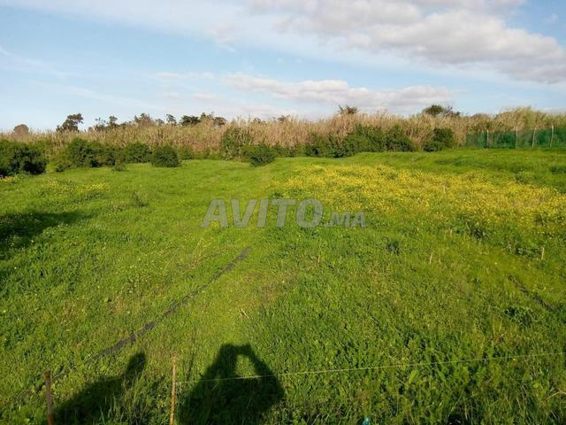 Terrain titré de 7400m² à Sidi Bouknadel - 2