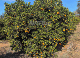 terrain agricole 9 Hectar titré à vendre