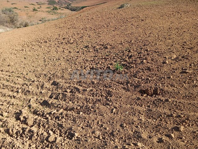 terrain 11 hectarzs hmza Sidi Bettach