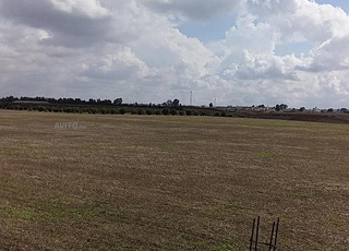 vente ferme 75 ha Fedalat province Bensliman 